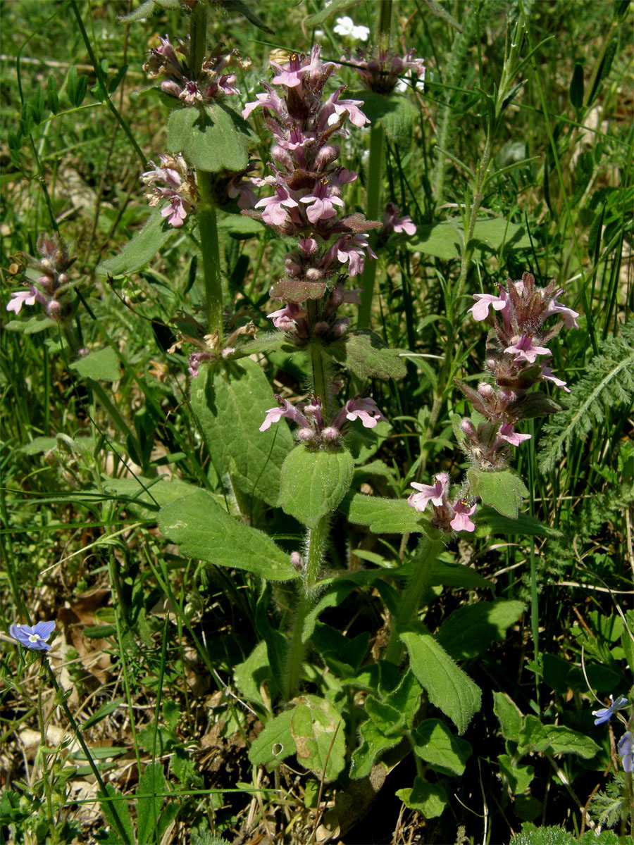 Zběhovec lesní (Ajuga genevenensis L.) s květy růžové barvy (1)