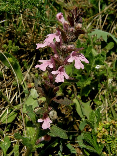 Zběhovec lesní (Ajuga genevenensis L.) s květy růžové barvy (2a)