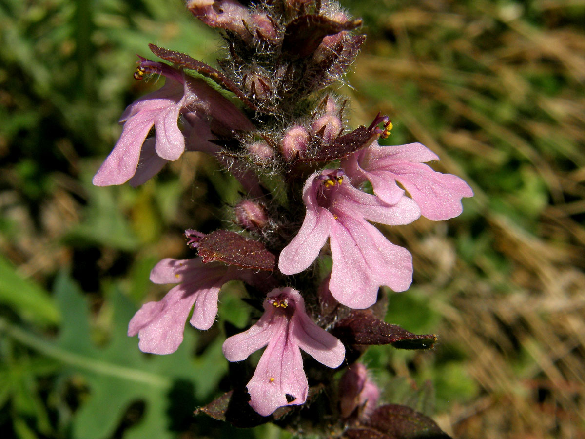 Zběhovec lesní (Ajuga genevenensis L.) s květy růžové barvy (2b)