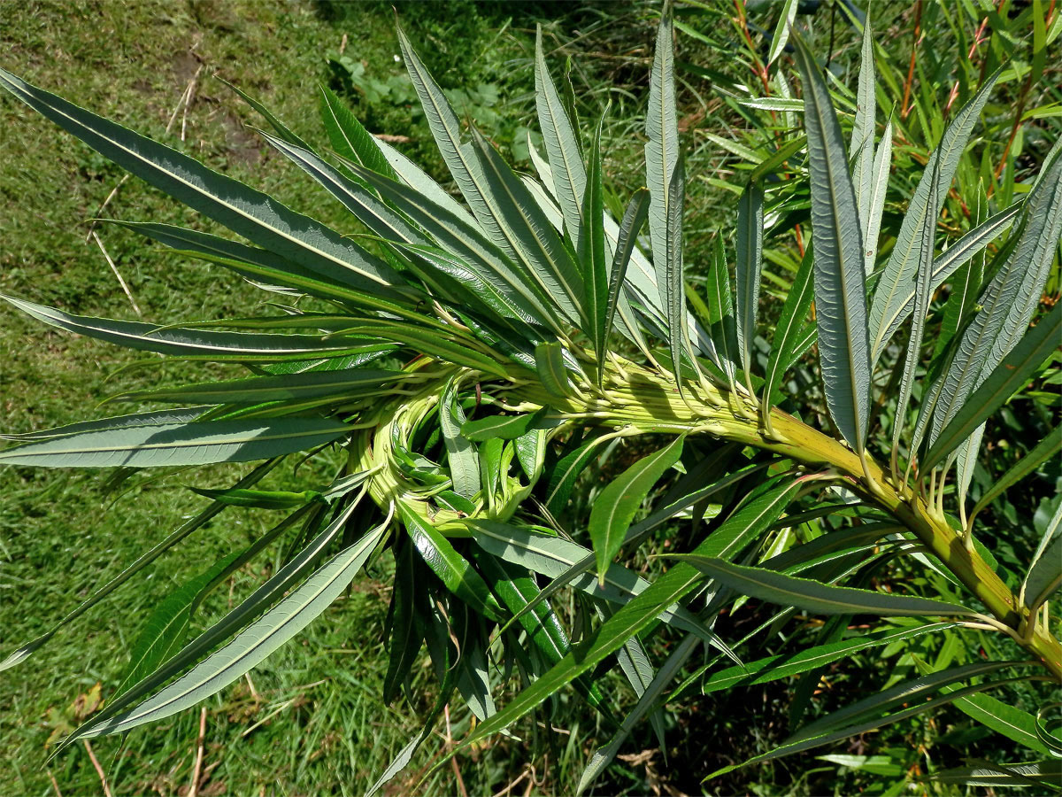 Fasciace větévek vrby (Salix L.)