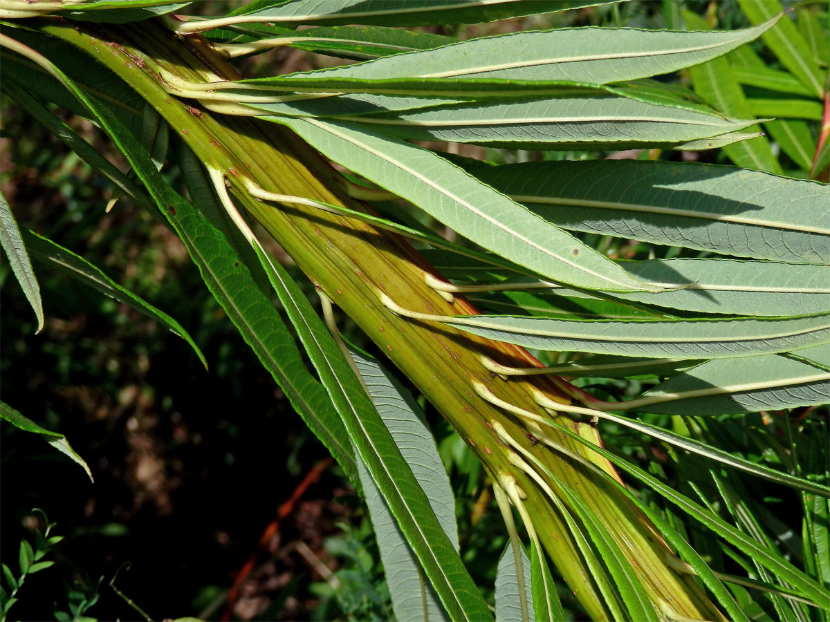 Fasciace větévek vrby (Salix L.)