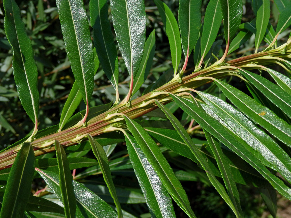 Fasciace větévek vrby (Salix L.)