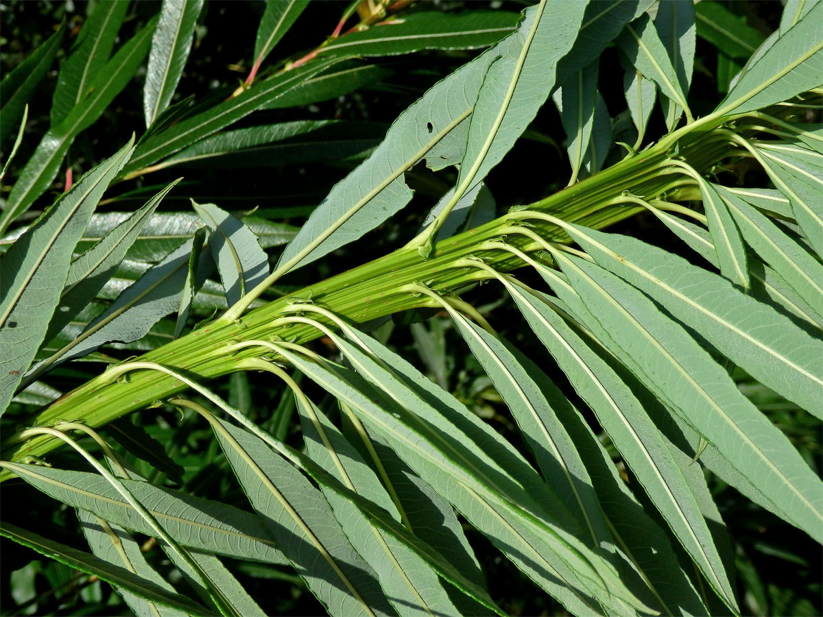 Fasciace větévek vrby (Salix L.)