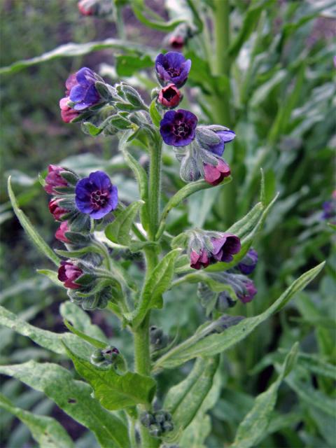 Užanka lékařská (Cynoglossum officinale L.)