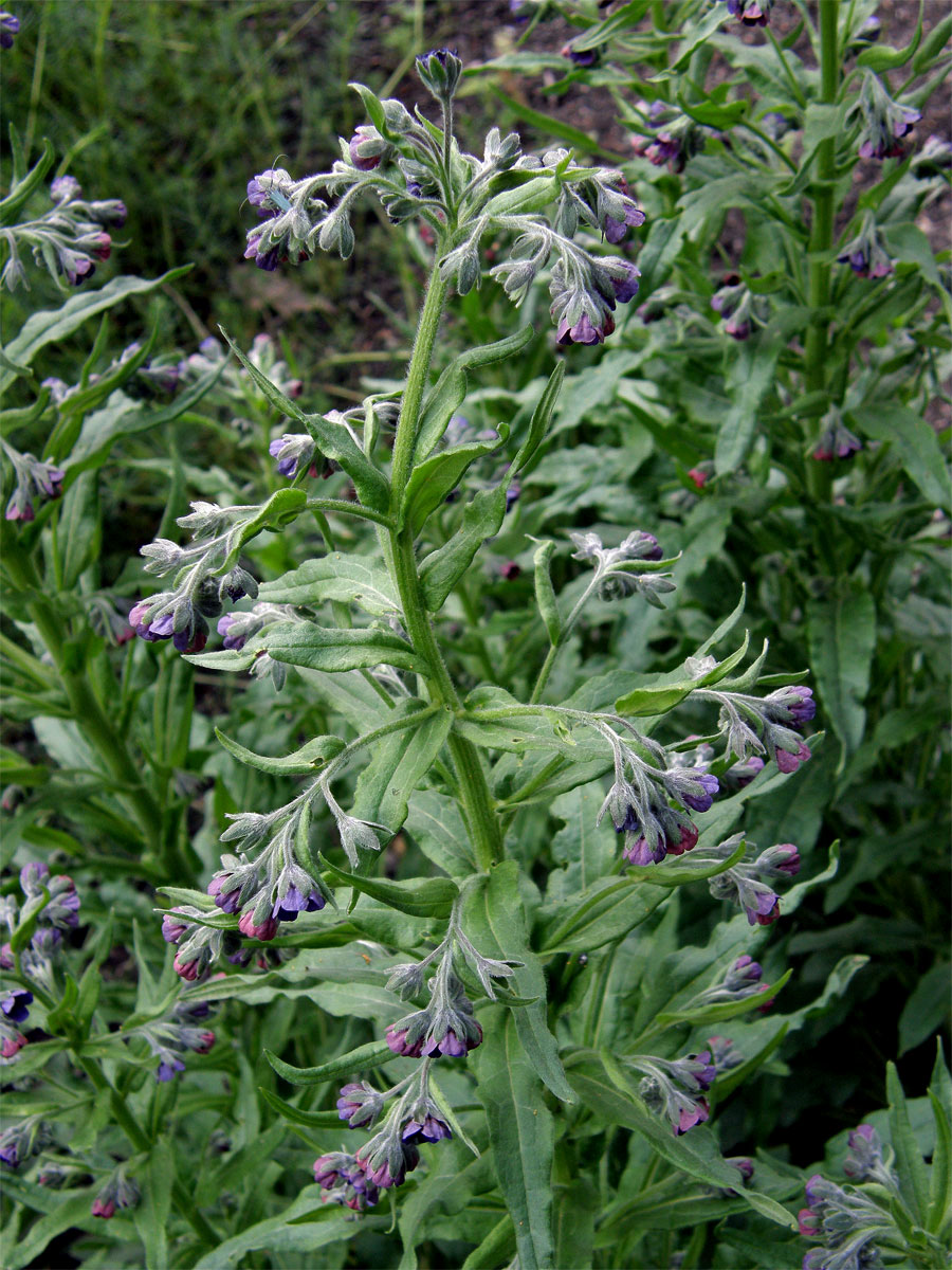 Užanka lékařská (Cynoglossum officinale L.)