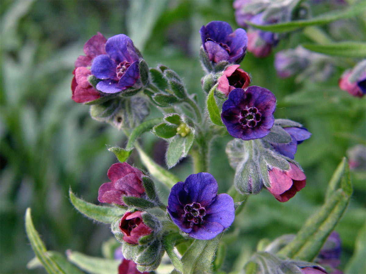 Užanka lékařská (Cynoglossum officinale L.)