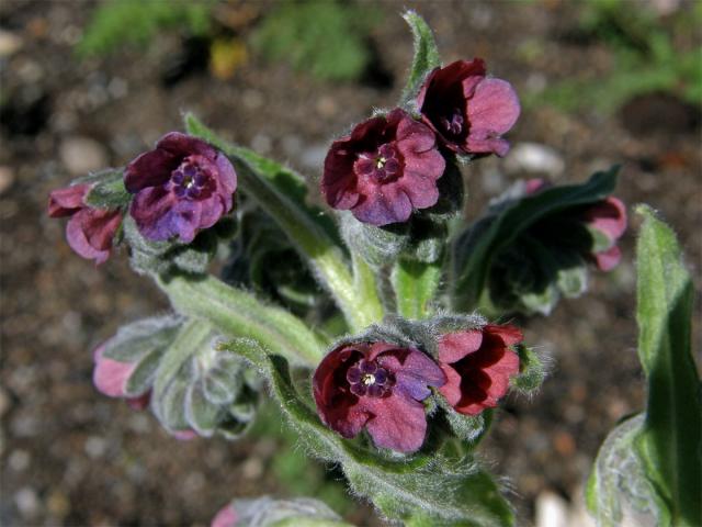 Užanka lékařská (Cynoglossum officinale L.)