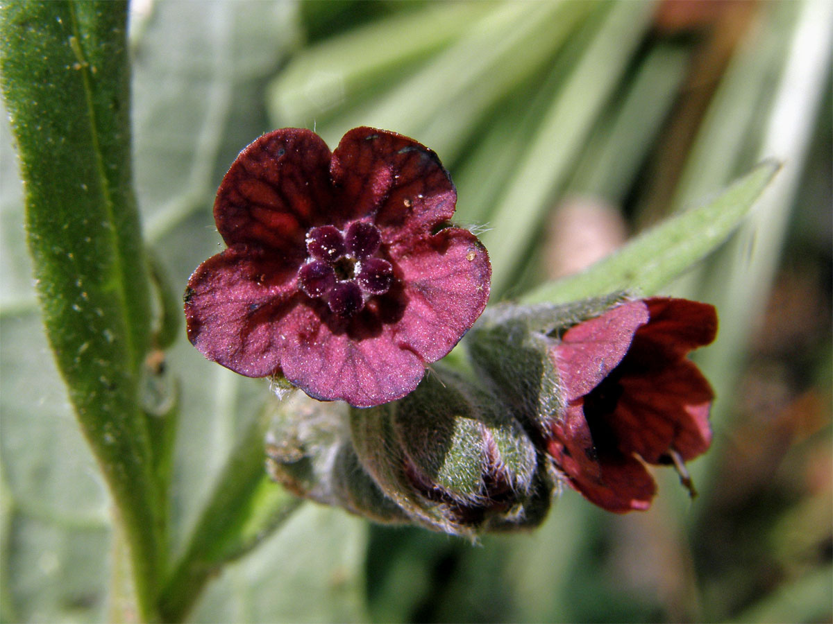 Užanka lékařská (Cynoglossum officinale L.)