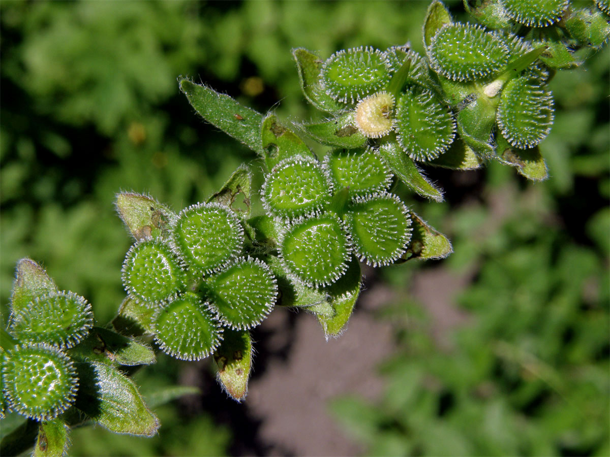 Užanka lékařská (Cynoglossum officinale L.)