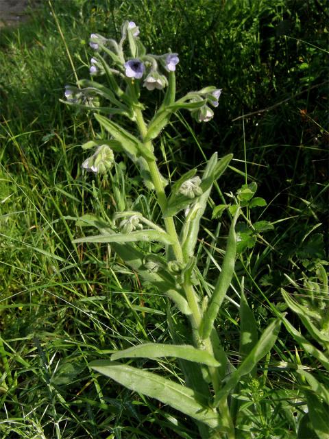 Užanka krétská (Cynoglossum creticum Mill.)