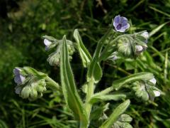 Užanka krétská (Cynoglossum creticum Mill.)