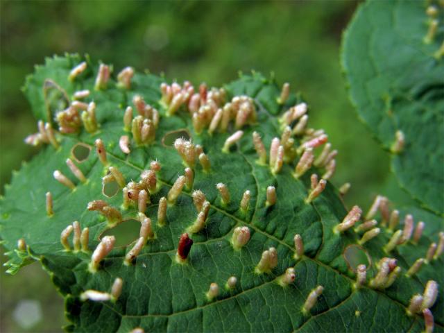 Hálky vlnovníka (Eriophyes paderinus); slivoň střemcha