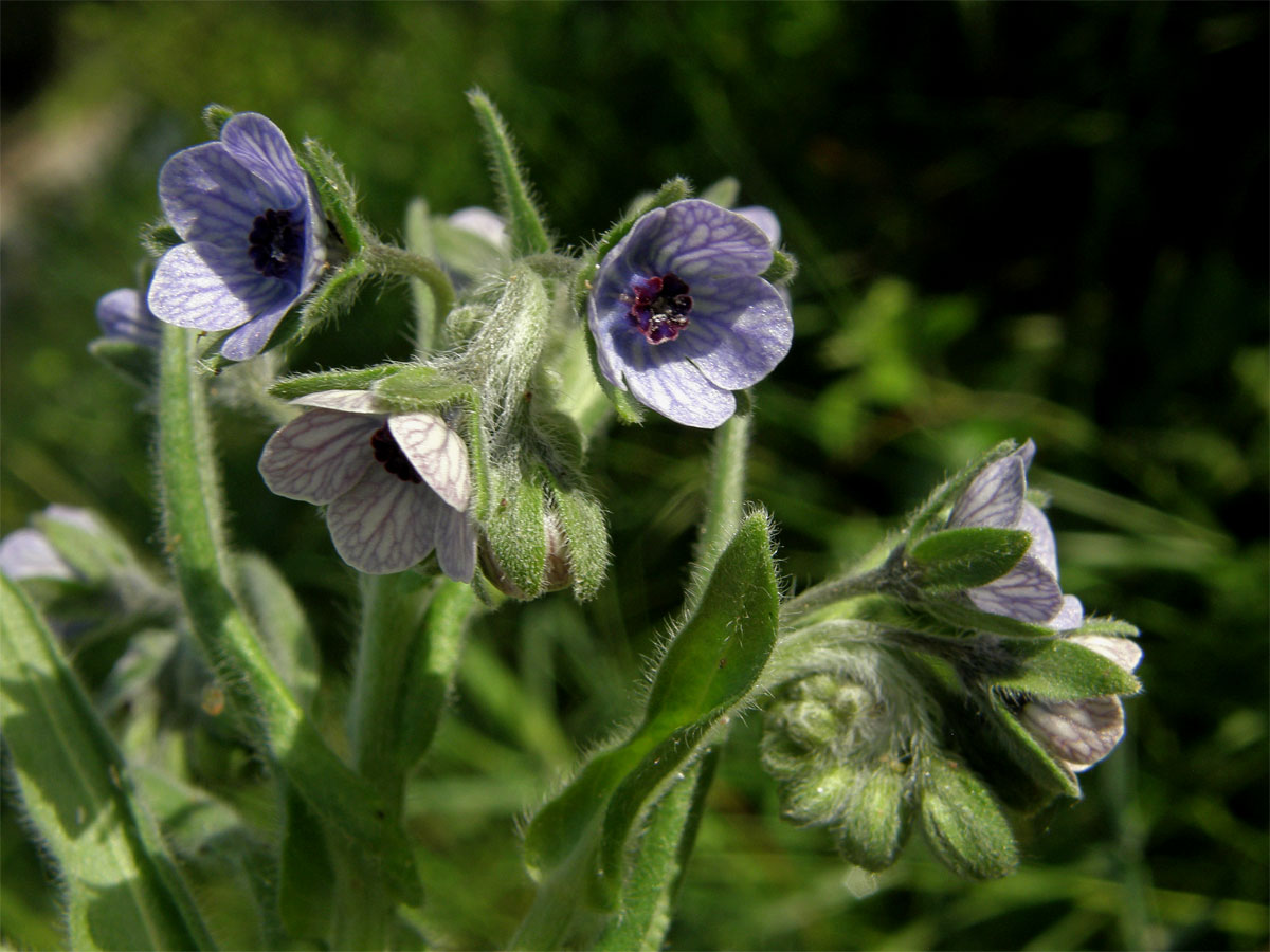 Užanka krétská (Cynoglossum creticum Mill.)