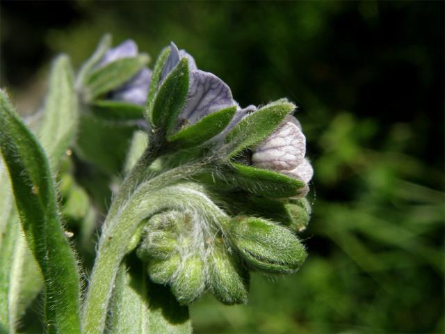 Užanka krétská (Cynoglossum creticum Mill.)