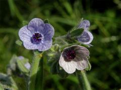 Užanka krétská (Cynoglossum creticum Mill.)