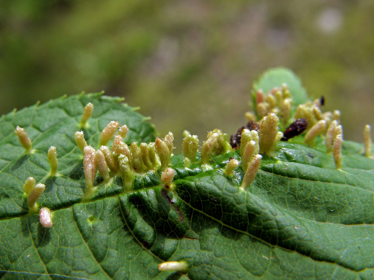 Hálky vlnovníka (Eriophyes paderinus); slivoň střemcha