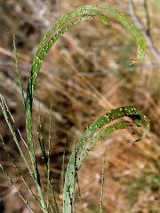 Fasciace janovce metlatého (Cytisus scoparius (L.) Link)