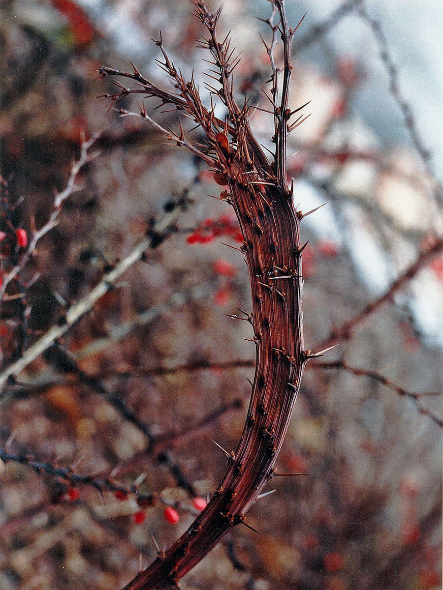 Fasciace větévky dřišťálu Thunbergova (Berberis thunbergii D. C.)