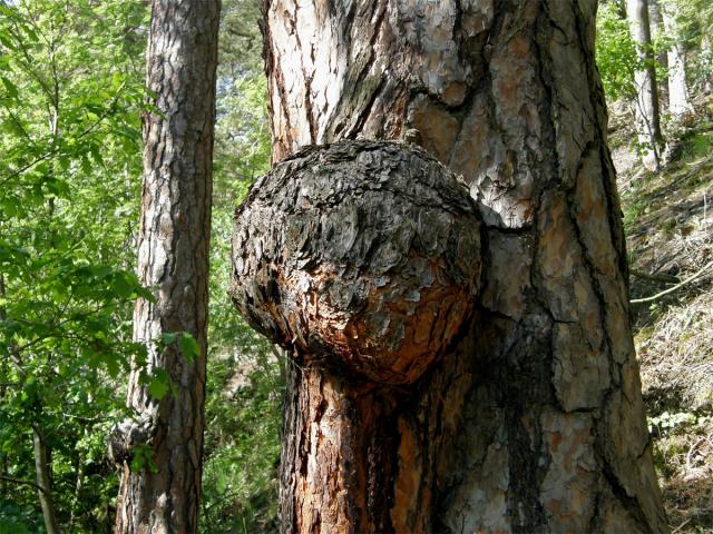 Tumor na borovici lesní (Pinus sylvestris L.) (1b)