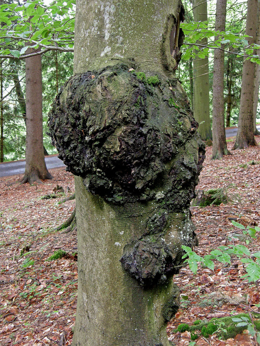 Nádor na buku lesním (Fagus sylvatica L.) (4)