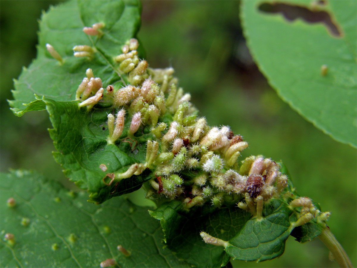 Hálky vlnovníka (Eriophyes paderinus); slivoň střemcha