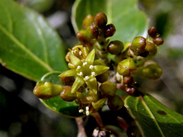 Řešetlák proměnlivý (Rhamnus alternus L.), šestičetný květ