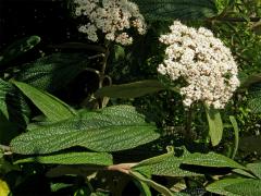 Kalina svraskalá (Viburnum rhitidophyllum Hemsley)