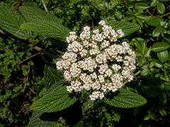 Kalina svraskalá (Viburnum rhitidophyllum Hemsley)