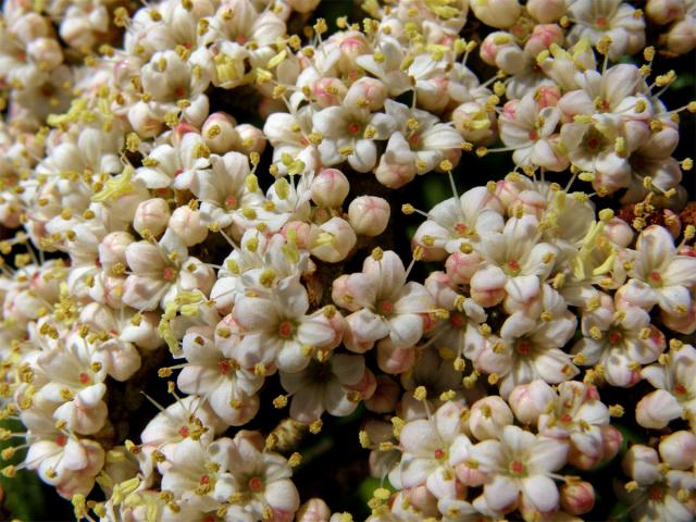 Kalina svraskalá (Viburnum rhitidophyllum Hemsley)