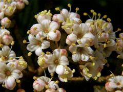Kalina svraskalá (Viburnum rhitidophyllum Hemsley)