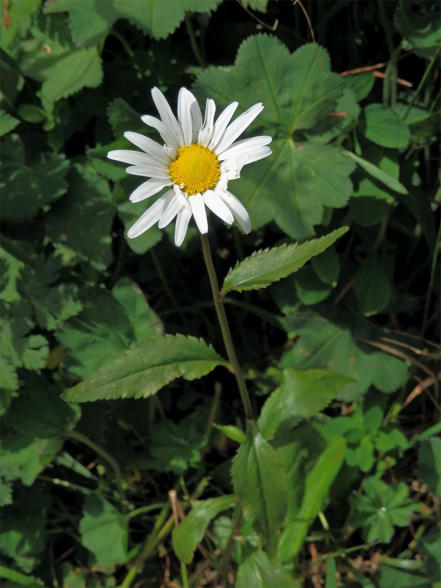 Kopretina okrouhlolistá (Leucanthemum waldsteinii (Schultz-Bip.) Pouzar)