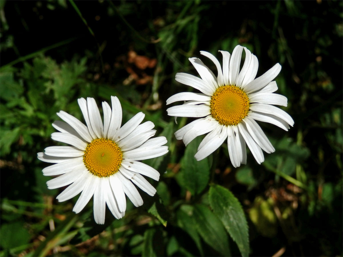 Kopretina okrouhlolistá (Leucanthemum waldsteinii (Schultz-Bip.) Pouzar)