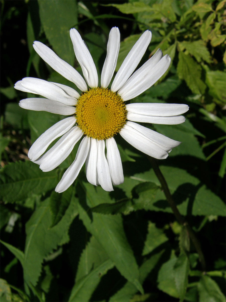 Kopretina okrouhlolistá (Leucanthemum waldsteinii (Schultz-Bip.) Pouzar)