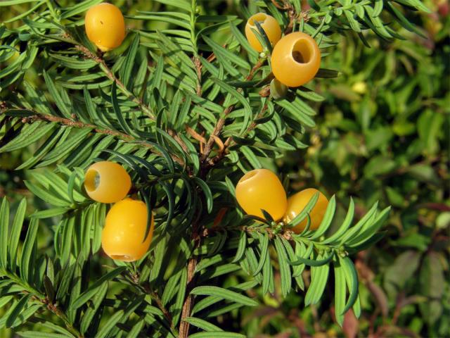 Tis červený (Taxus baccata L.)