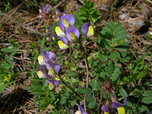 Vikev (Vicia lunata (Boiss. et Balansa) Boiss.)