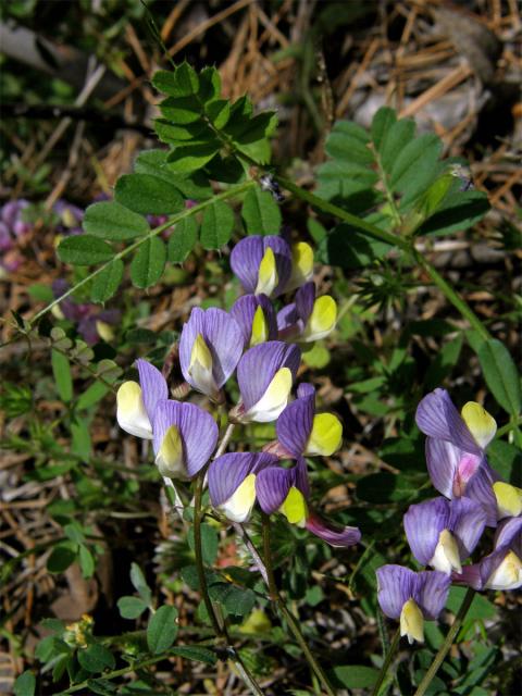 Vikev (Vicia lunata (Boiss. et Balansa) Boiss.)