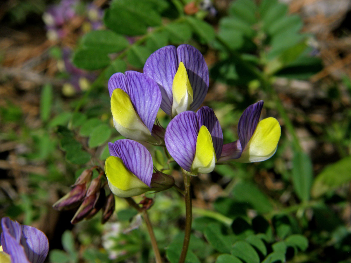 Vikev (Vicia lunata (Boiss. et Balansa) Boiss.)