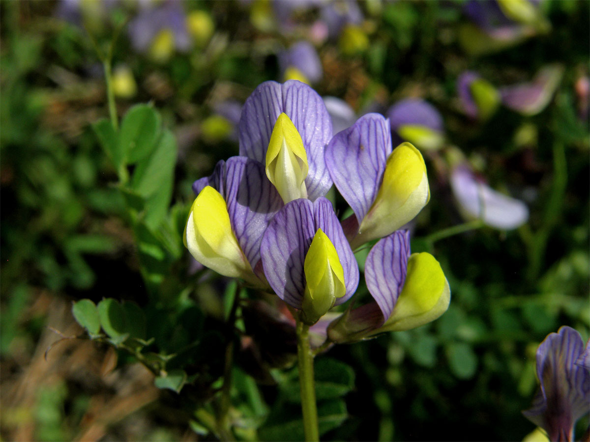 Vikev (Vicia lunata (Boiss. et Balansa) Boiss.)