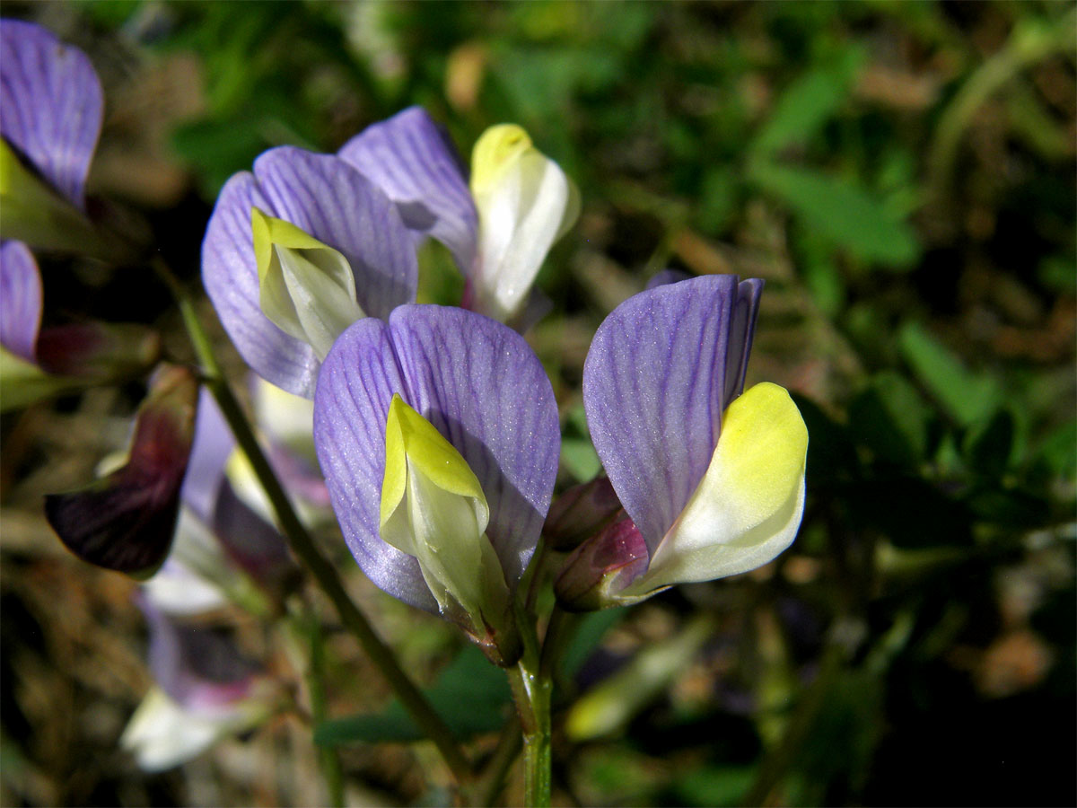 Vikev (Vicia lunata (Boiss. et Balansa) Boiss.)