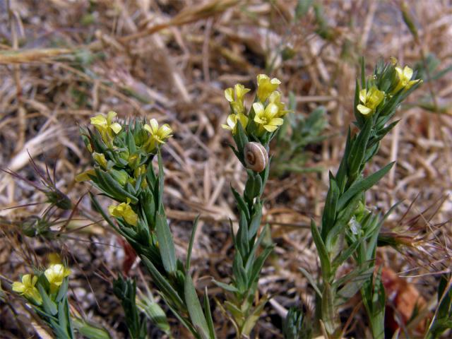 Len (Linum strictum L.)