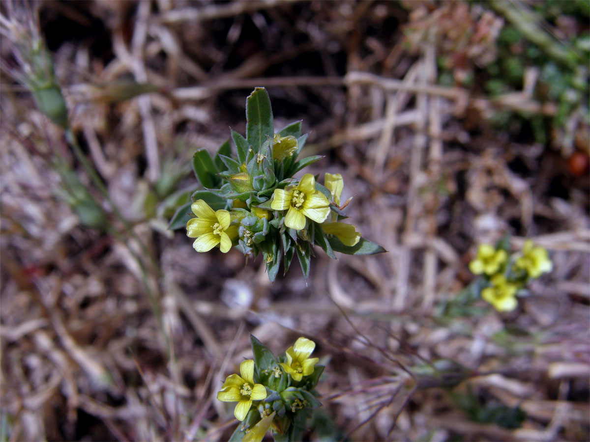 Len (Linum strictum L.)