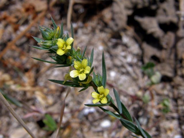 Len (Linum strictum L.)