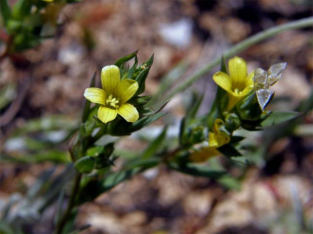 Len (Linum strictum L.)