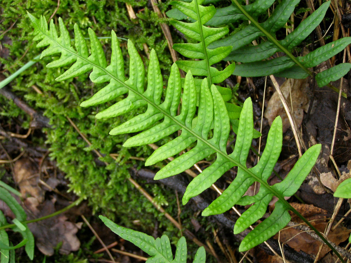 Osladič obecný (Polypodium vulgare L.)