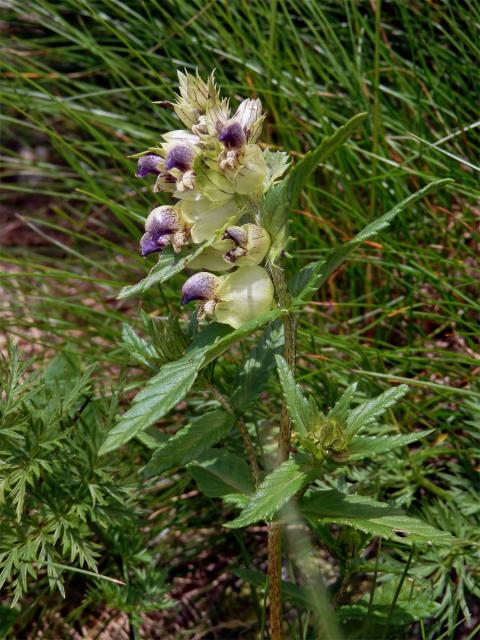 Kokrhel sličný (Rhinanthus pulcher Schummel )