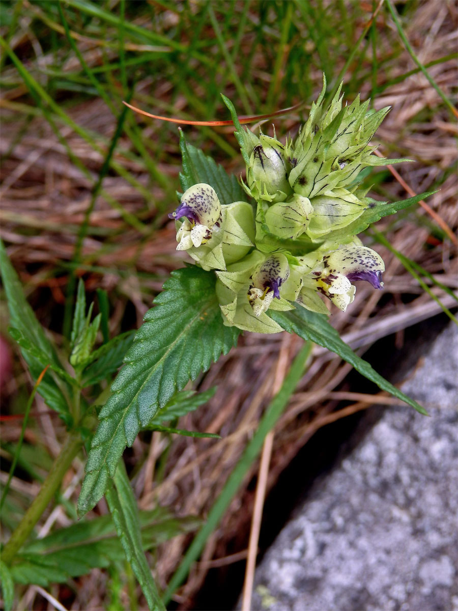 Kokrhel sličný (Rhinanthus pulcher Schummel )