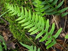 Osladič obecný (Polypodium vulgare L.)