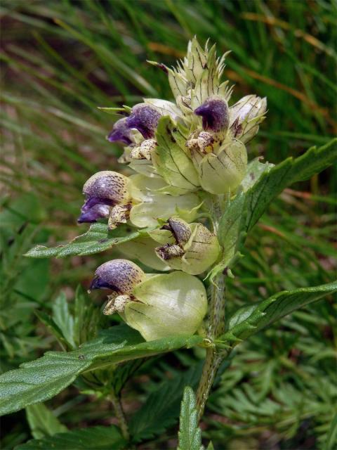 Kokrhel sličný (Rhinanthus pulcher Schummel )