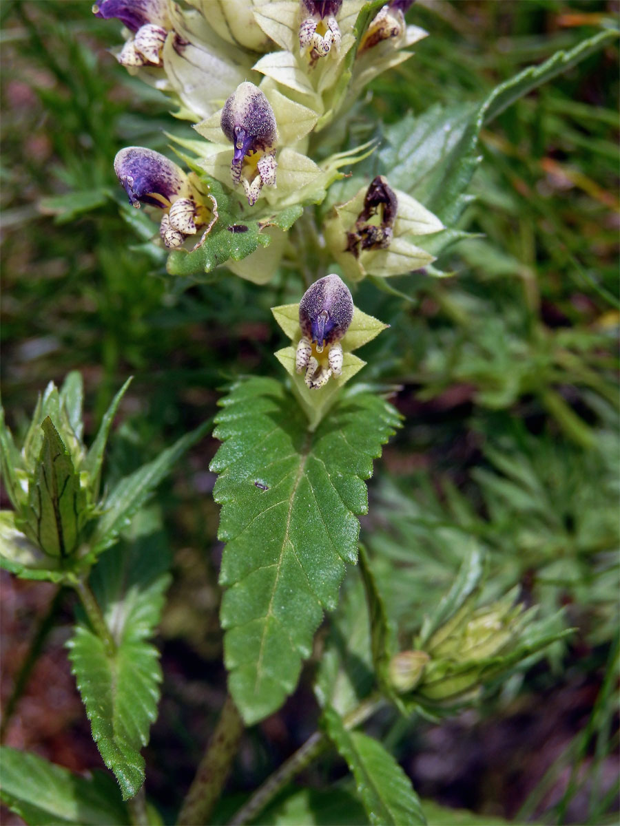 Kokrhel sličný (Rhinanthus pulcher Schummel )