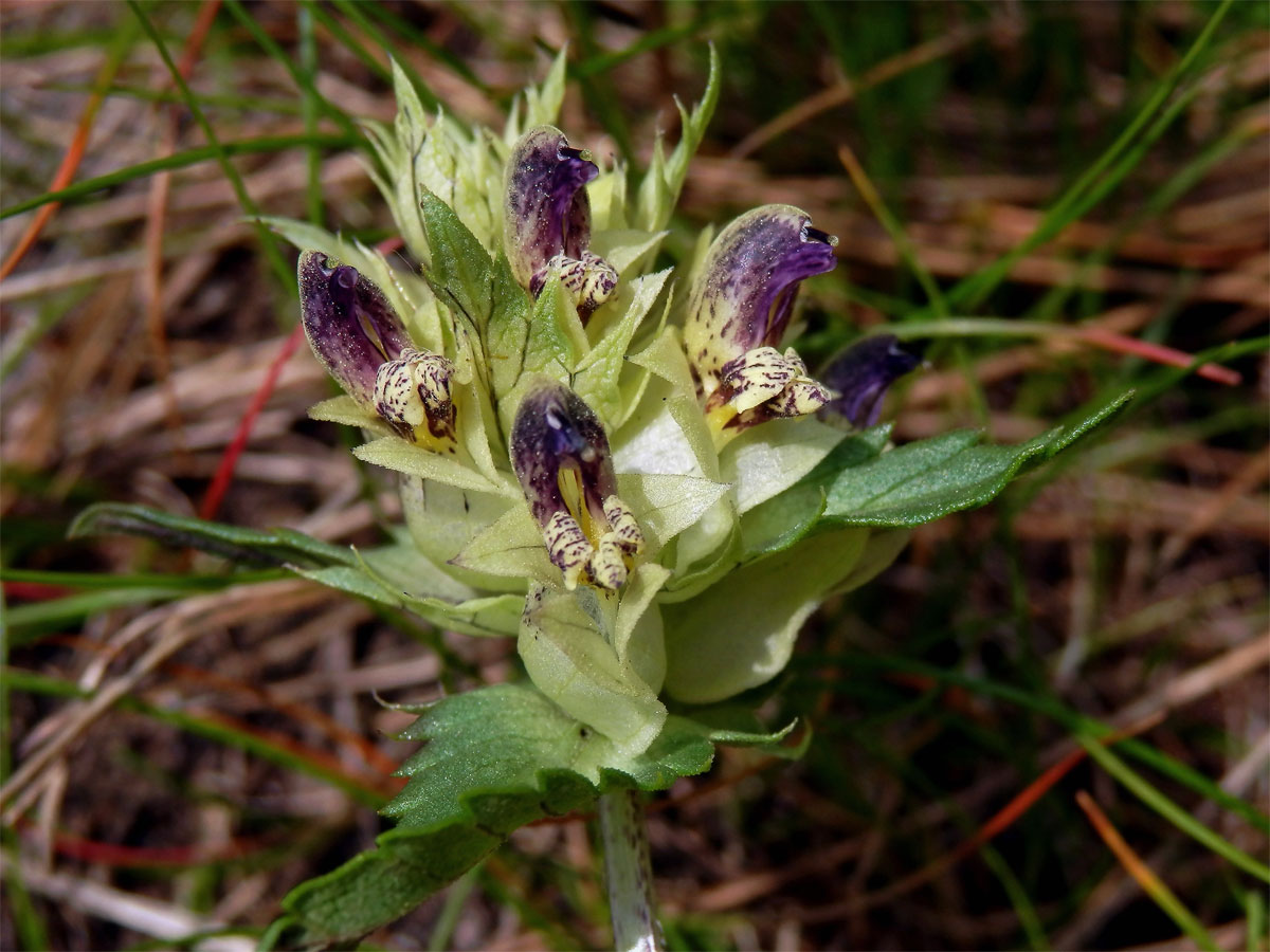 Kokrhel sličný (Rhinanthus pulcher Schummel )